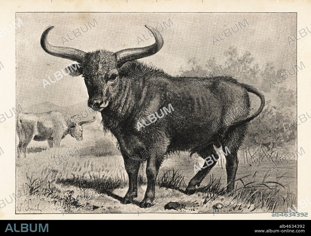 Extinct aurochs, the urus of Caesar, Bos primigenius. Print after an illustration by Joseph Smit from Henry Neville Hutchinsons Creatures of Other Days, Popular Studies in Palaeontology, Chapman and Hall, London, 1896.