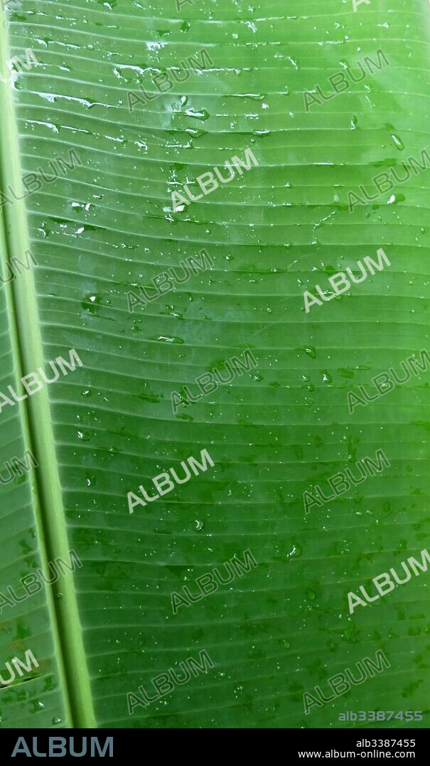 Leaf from a Banana Plant. The banana is an edible fruit - botanically a berry, produced by several kinds of large herbaceous flowering plants in the genus Musa. In some countries, bananas used for cooking may be called plantains, in contrast to dessert bananas. The fruit is variable in size, colour and firmness, but is usually elongated and curved, with soft flesh rich in starch.