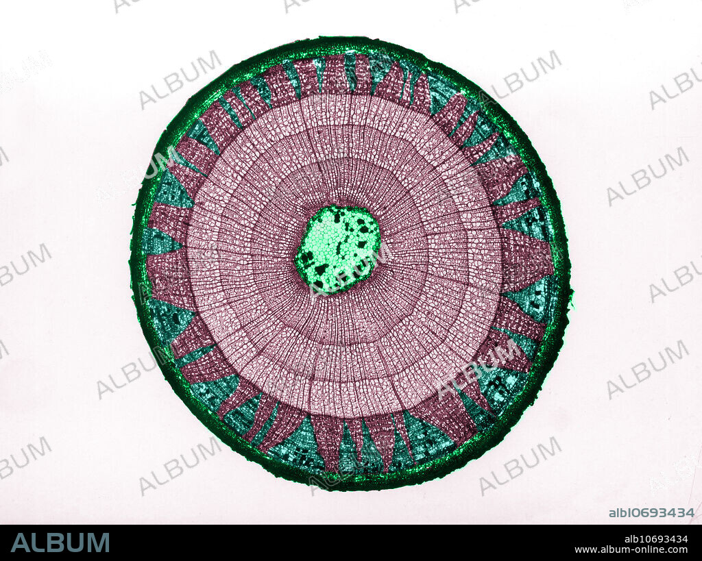 Colour enhanced light micrograph of the cross section of a Tilia sp. stem. The stem is three-years-old as it has three growth rings (concentric circles). The following is depicted (from outer to inner circle): epidermis (dark green edge), primary and secondary phloem (dark maroon section) with pith rays (green triangular parts in phloem), primary and secondary Xylem (lighter sets of rings), and Pith (green portion in centre).