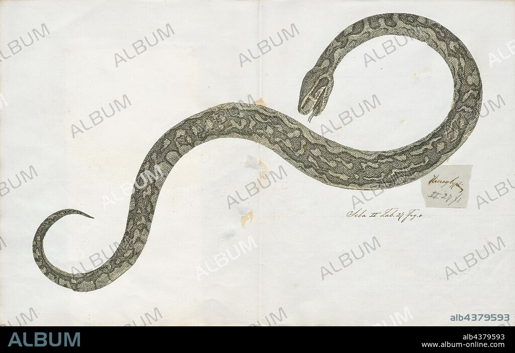 Python bivittatus, Print, The Burmese python (Python bivittatus) is one of the five largest species of snakes in the world (about the fourth-largest as measured either by length or weight). It is native to a large area of tropical South and Southeast Asia. Until 2009, it was considered a subspecies of Python molurus, but now is recognized as belonging to a distinct species., 1734-1765.