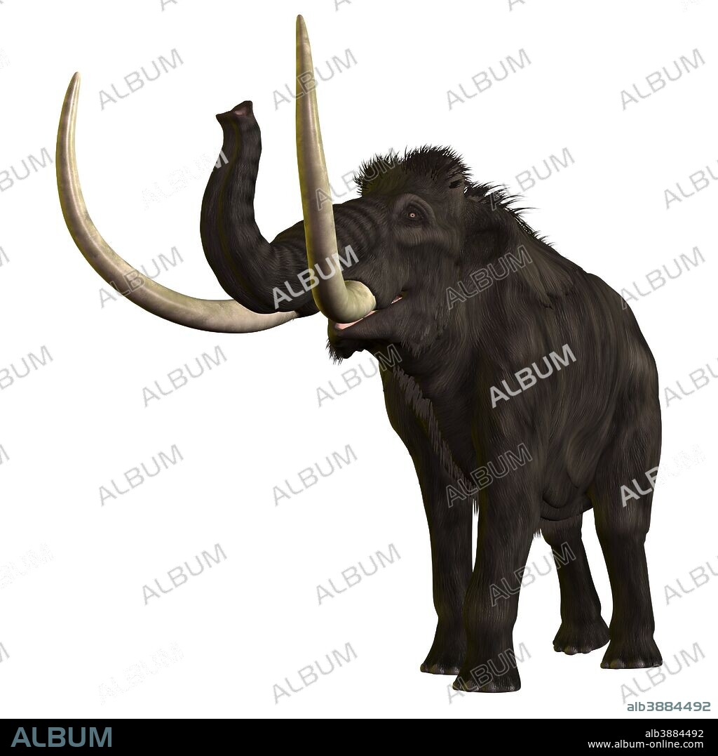 The Woolly Mammoth is an extinct elephant like giant from the Pleistocene Period of Earths history. Its fossils have been found in Siberia, North America and northern Eurasia.