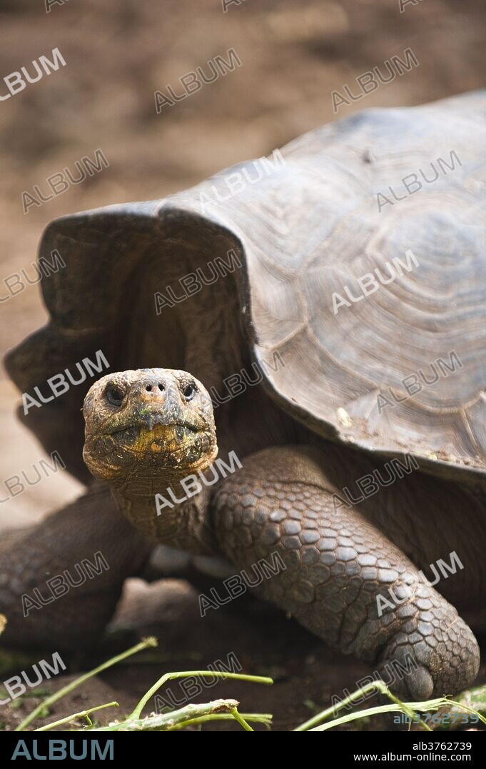 Giant tortoise (Geochelone nigra) at the Galapaguera de Cerro Colorado, tortoise breeding center, Isla San Cristobal (San Cristobal Island), Galapagos Islands, UNESCO World Heritage Site, Ecuador, South America.