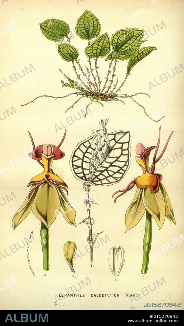 Flore des serres et des jardins de l'Europe A Gand, chez Louis van Houtte, éditeur, 1845-1880, The illustration features the plant species Lepanthes calodyction, showcasing its distinct characteristics. At the top, a detailed depiction of the foliage presents the plant's unique leaf structure. Below, two blossoms are prominently displayed; one is shown from the front while the other presents a side view that highlights the intricate details of the petals and reproductive structures. Additionally, an elongated, flattened depiction of a flower offers insight into the anatomy, including the arrangement of the sepals and petals. This botanical study emphasizes the delicate beauty and complexity of Lepanthes calodyction, illustrating its significance within the orchid family.