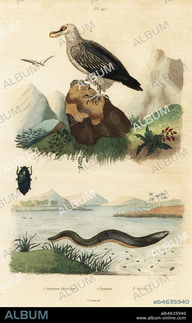 Electric eel, Electrophorus electricus 1, bearded vulture, Gypaetus barbatus 2, and whirligig beetle, Gyrinus natator 3. Gymnote electrique, Gypaete, Gyrin. Handcoloured steel engraving by Pfitzer after an illustration by A. Carie Baron from Felix-Edouard Guerin-Meneville's Dictionnaire Pittoresque d'Histoire Naturelle (Picturesque Dictionary of Natural History), Paris, 1834-39.