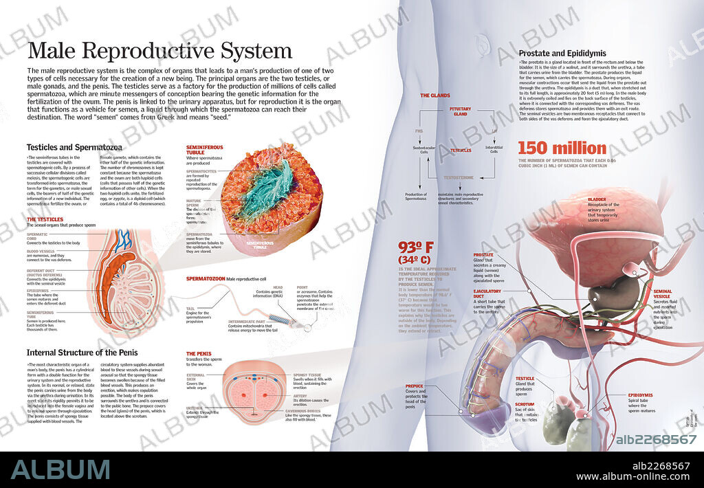Male Reproductive System. Infographic of the male reproductive system and the function of the organs that compose it.