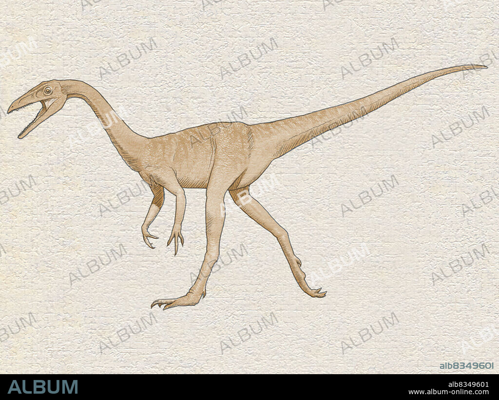 Compsognathus is among the smallest dinosaurs known. This carnivore the size of a turkey weighed barely 10 lb. (5 kg). Quick and agile, it hunted small animals, such as lizards. Compsognathus fossils about 150 million years old have been found in Europe.