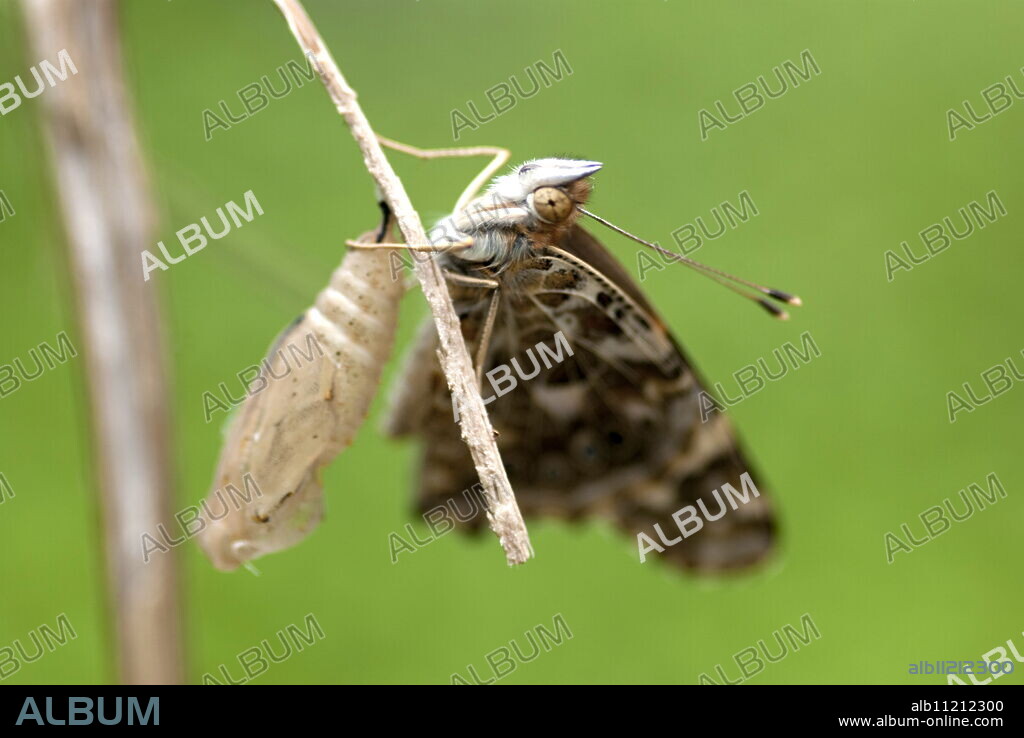 Adult painted lady butterfly shortly after emerging from chrysalis. The wings take over an hour to become strong enough to fly.. Isle of White, UK. Isle of White, UK.