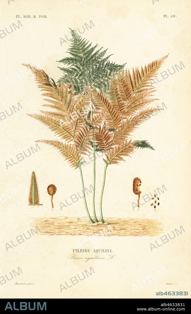 Bracken or common brake fern, Pteridium aquilinum, Pteris aquilina, Pteride aquiline. Handcoloured steel engraving by Oudet after a botanical illustration by Edouard Maubert from Pierre Oscar Reveil, A. Dupuis, Fr. Gerard and Francois Herincqs La Regne Vegetal: Planets Agricoles et Forestieres, L. Guerin, Paris, 1864-1871.