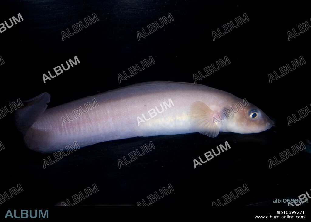 This is a porous-head eelpout, Allolepis hollandi. This individual was collected at roughly 200 meters depth in the Sea of Japan, 2007.