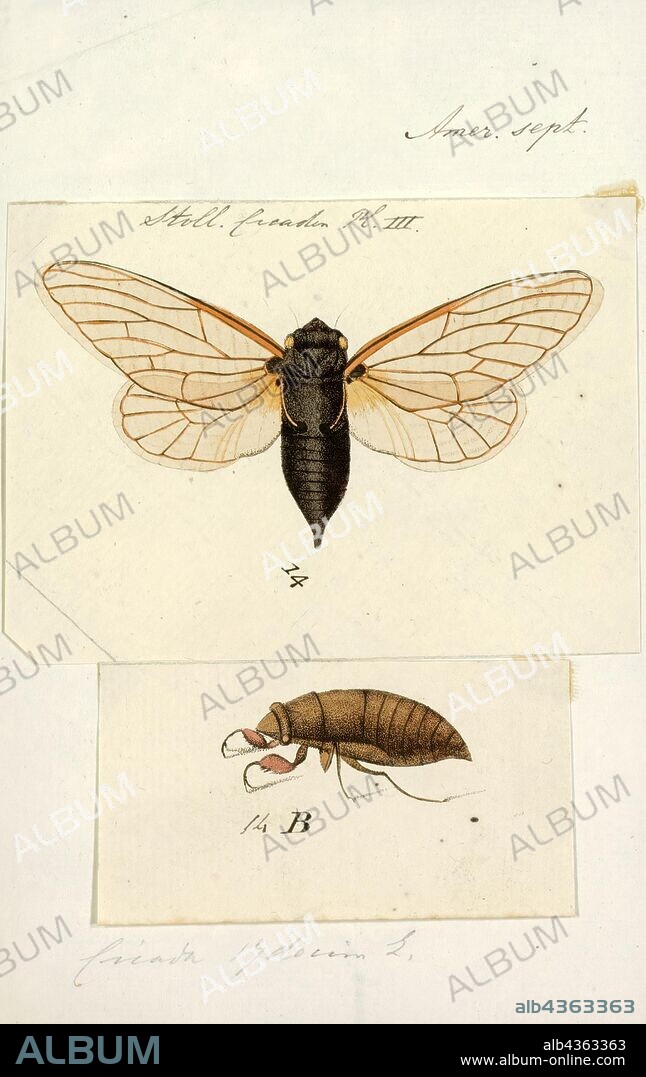 Cicada, Print, The cicadas are a superfamily, the Cicadoidea, of insects in the order Hemiptera (true bugs). They are in the suborder Auchenorrhyncha, along with smaller jumping bugs such as leafhoppers and froghoppers. The superfamily is divided into two families, Tettigarctidae, with two species in Australia, and Cicadidae, with more than 3, 000 species described from around the world; many species remain undescribed.