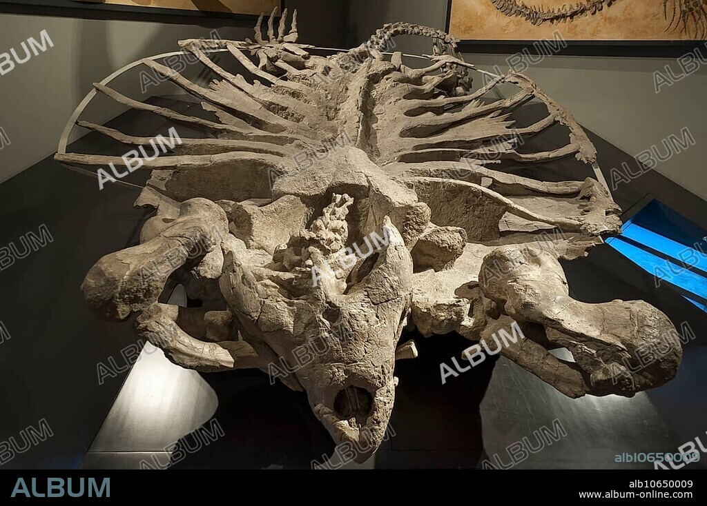 Skeleton of the largest turtle in the world, genus of sea turtle relatives (Archelon ischyros), extinct, Natural History Museum, opened 1889, Vienna, Austria, Europe.
