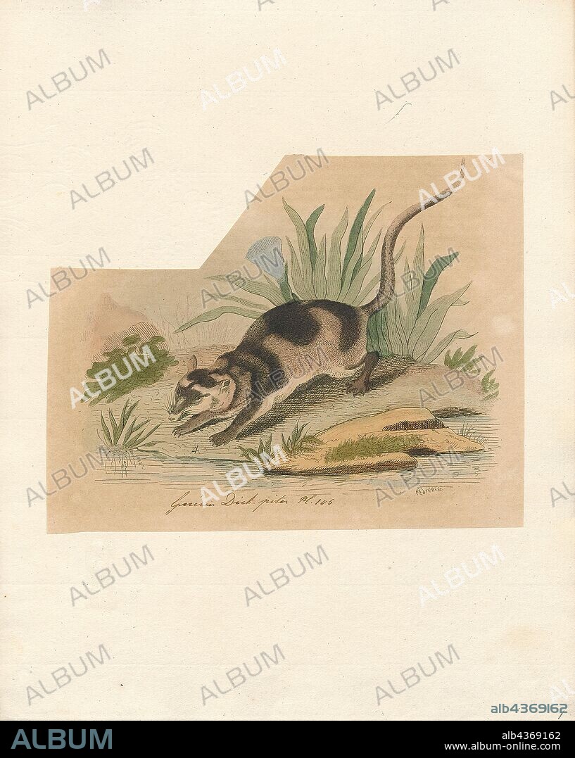 Chironectes variegatus, Print, Water opossum, The water opossum (Chironectes minimus), also locally known as the yapok, is a marsupial of the family Didelphidae.It is the only living member of its genus, Chironectes. This semiaquatic creature is found in and near freshwater streams and lakes from Mexico through Central and South America to Argentina and is the most aquatic living marsupial (the lutrine opossum also has aquatic habits). It is also the only living marsupial in which both sexes have a pouch. The thylacine, commonly referred to as the Tasmanian tiger, also exhibited this trait but is now believed to be extinct., 1700-1880.