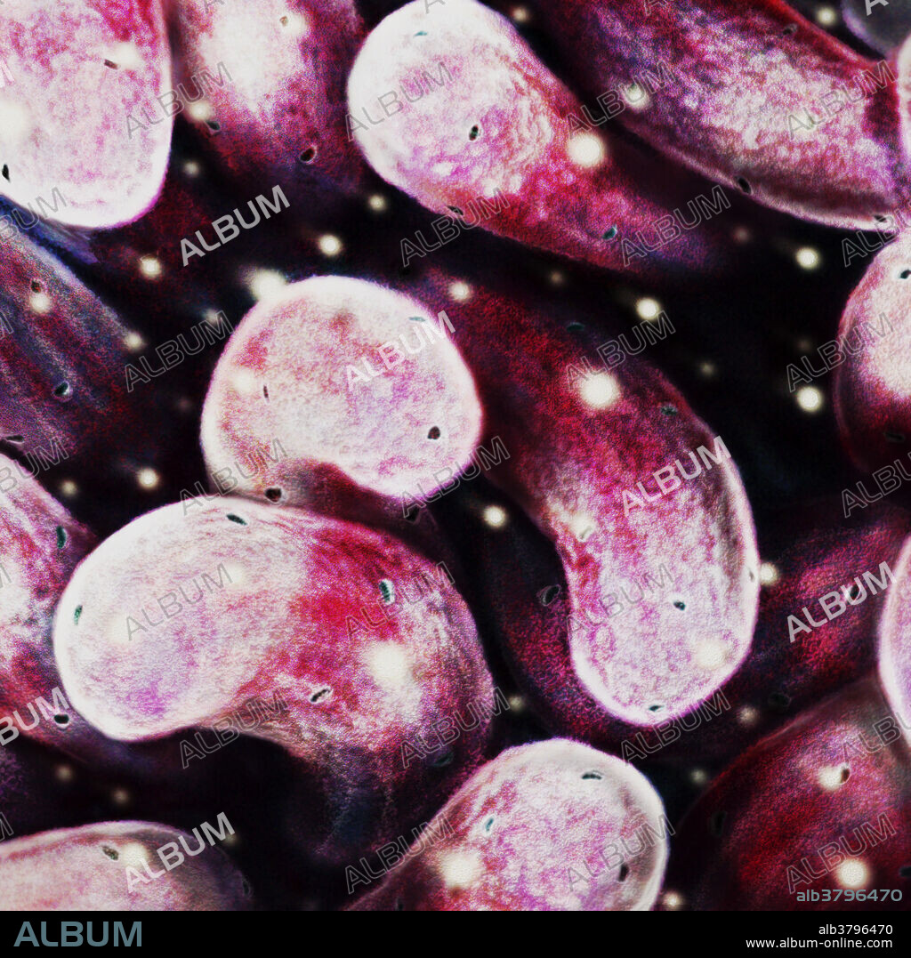 Gustatory hairs, also known as microvilli, project off of the gustatory receptor cells of the tongue surface. The microvilli sweep the passing saliva for dissolved food molecules and send nerve impulses to the brain to be interpreted as taste.