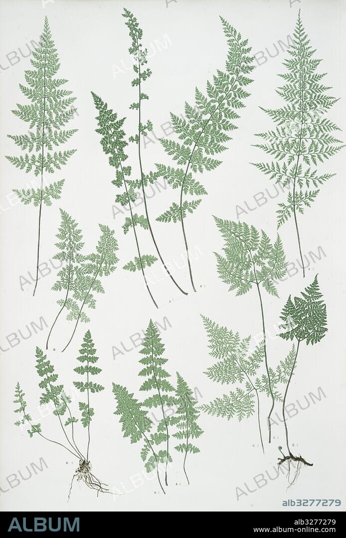 A. Cystopteris fragilis. B. C. regia. C. C. montana. The brittle bladder fern, The Alpine, or Royal bladder fern, The mountain bladder fern, Bradbury, Henry Riley (1821-1887), (Illustrator), ferns of Great Britain and Ireland.