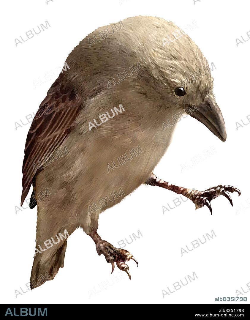 The preferred instrument of the woodpecker finch is a carefully chosen strong thin twig or cactus needle. Holding this tool firmly in its beak, the finch probes the holes and cracks in tree bark looking for the insect larvae that lead hidden lives there. Once it locates its unfortunate victims, it either literally skewers them or pushes them toward an accessible opening.