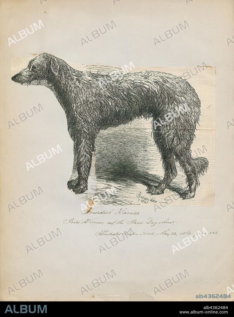 Canis lupus familiaris, Print, The domestic dog (Canis lupus familiaris when considered a subspecies of the wolf or Canis familiaris when considered a distinct species) is a member of the genus Canis (canines), which forms part of the wolf-like canids, and is the most widely abundant terrestrial carnivore. The dog and the extant gray wolf are sister taxa as modern wolves are not closely related to the wolves that were first domesticated, which implies that the direct ancestor of the dog is extinct. The dog was the first species to be domesticated and has been selectively bred over millennia for various behaviors, sensory capabilities, and physical attributes., 1863.
