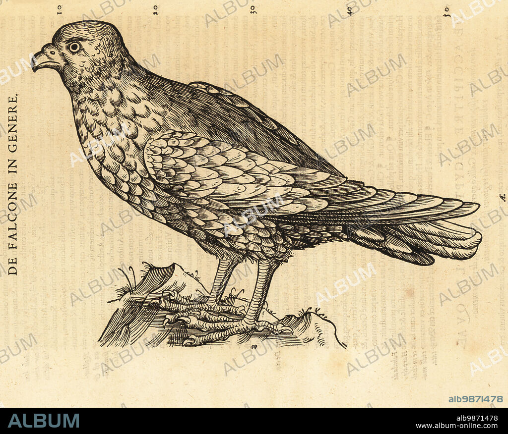 Species of falcon, kestrel or hobby. De Avibus, de Falcone in genere. Falcone, faulcon, Falck, falcon, Falco species. Woodcut engraving after an illustration by Lucas Schan and Conrad Gessner from Conrad Gessners Historiae Animalium, De avium natura, (Natural history of animals: birds), Frankfurt, Wechel for Cambier, 1585.