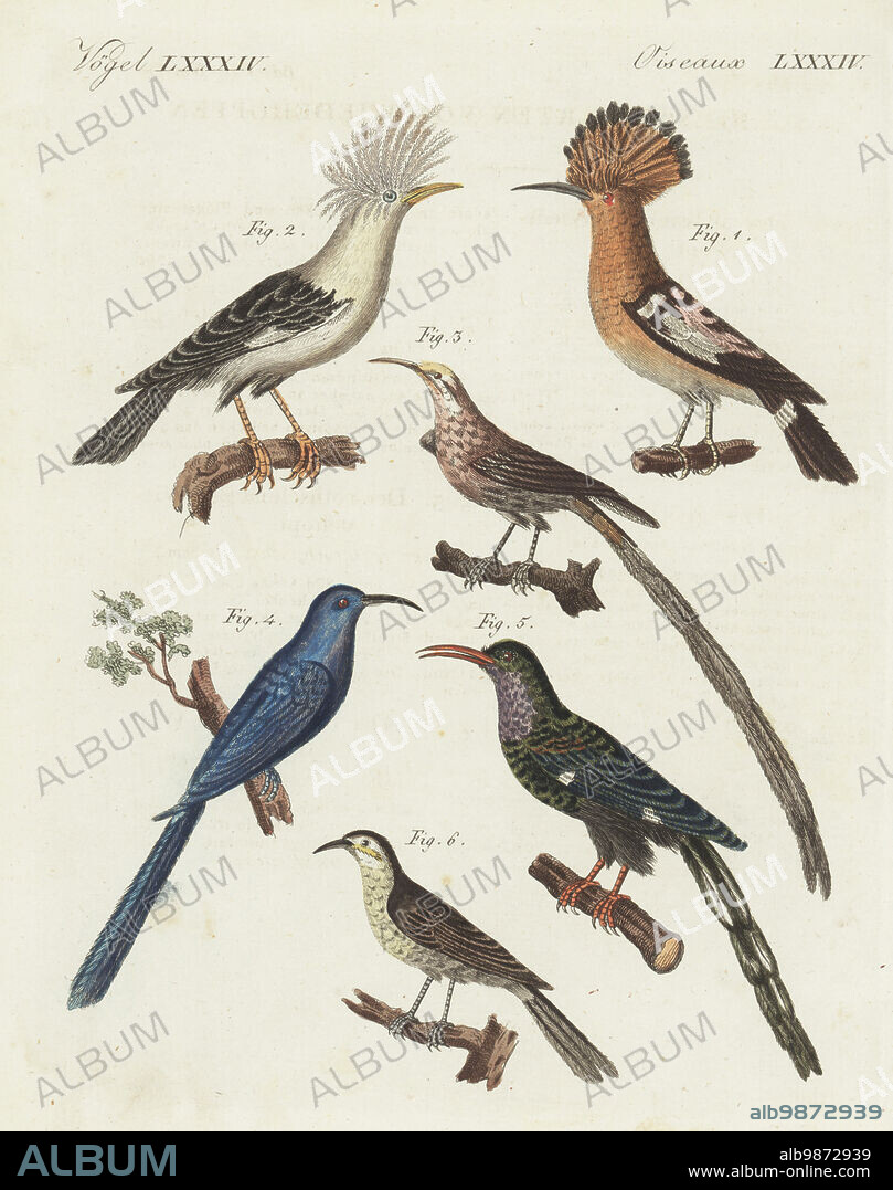 African hoopoe, Upupa africana 1, extinct hoopoe starling, Fregilupus varius 2, Cape sugarbird, Promerops cafer 3, Eurasian hoopoe, Upupa epops orientalis 4, green wood hoopoe, Phoeniculus purpureus 5, and unknown species, Upupa olivacea 6. Handcoloured copperplate engraving from Carl Bertuch's Bilderbuch fur Kinder (Picture Book for Children), Weimar, 1810. A 12-volume encyclopedia for children illustrated with almost 1,200 engraved plates on natural history, science, costume, mythology, etc., published from 1790-1830.
