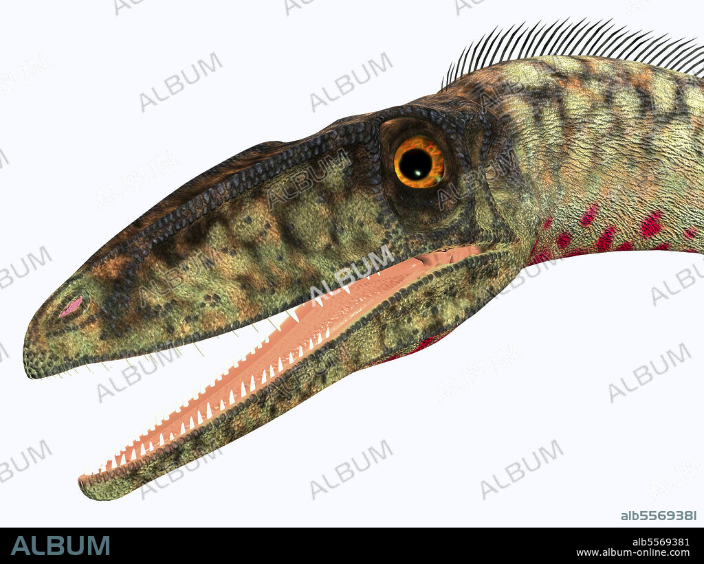 Coelophysis dinosaur head. Coelophysis was a carnivorous theropod dinosaur that lived in the Triassic Period of North America.