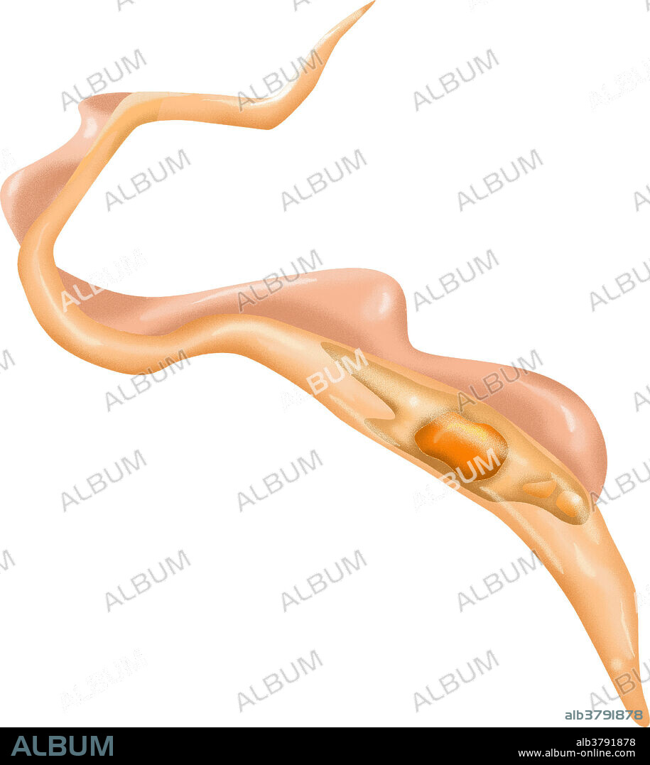 Illustration of an epimastigote. This represents developmental stage of Trypanosomatidae, found in the intestine of carriers such as the Chagas beetle. The beetle transmits a tropical parasitic disease called Chagas Disease caused by the flagellate protozoan Trypanosoma cruzi. Here, the single flagellum is located in the mid of the cell body.