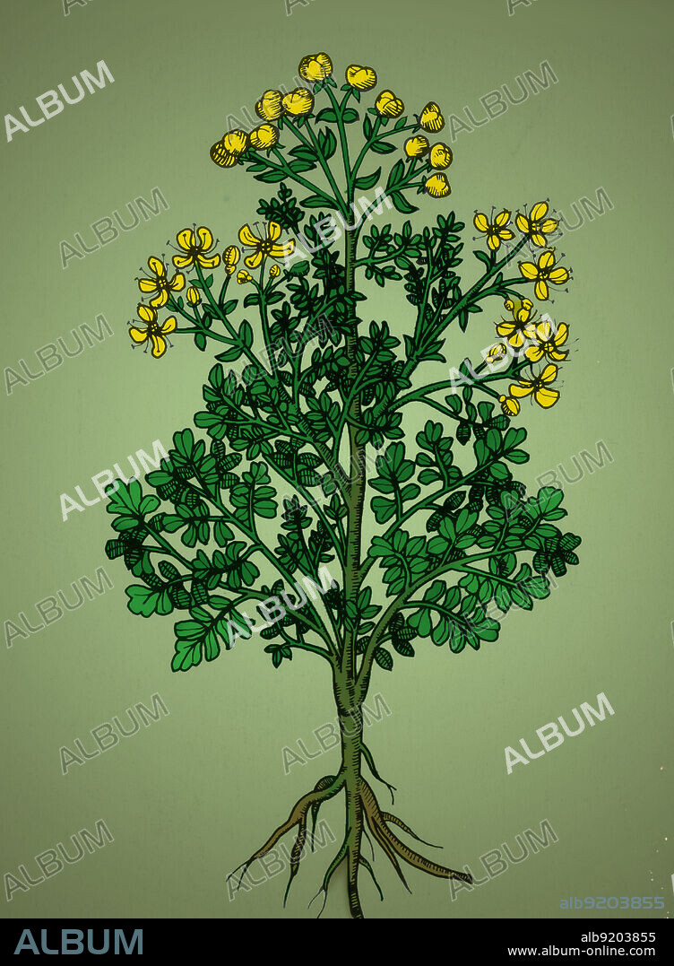 The Common Rue (Ruta graveolens) is a species of rue grown as a herb. It is cultivated as both a medicinal herb, as a condiment, and to a lesser extent as an insect repellent. During the Middle Ages, rue was hung in doorways and windows to keep evil spirits out. It was thought to protect against plague. Early Christians used it as a tool for asperging during exorcisms and before performing Mass, and this herb is the only one that the Prophet Mohammed blessed. This herb was grown around Roman temples to Mars and is considered sacred to him as well as to Diana and Aradia. Rue was sometimes called witchbane because people carried bunches to keep off witches. and the expression "rue the day" is said to come from the practice of throwing rue at an enemy while cursing him.