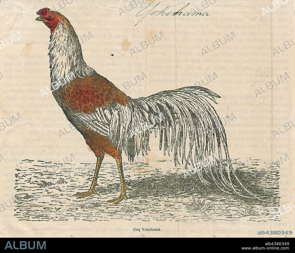 Gallus sonneratii, Print, The grey junglefowl (Gallus sonneratii), also known as Sonnerat's junglefowl, is one of the wild ancestors of domestic fowl together with the red junglefowl and other junglefowls., 1879.