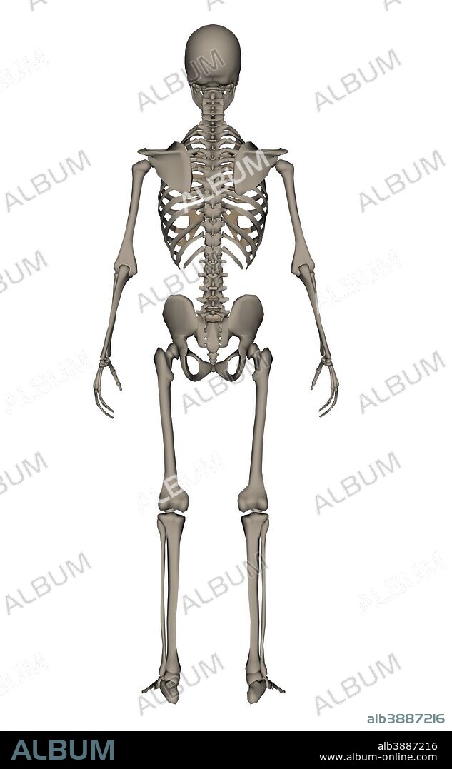Rear view of human skeleton, isolated on white background.