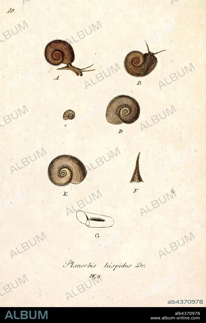 Planorbis hispidus, Print, Gyraulus albus, common name White Ramshorn, is a small species of freshwater snail, an aquatic pulmonate gastropod mollusk in the family Planorbidae, the ram's horn snails.