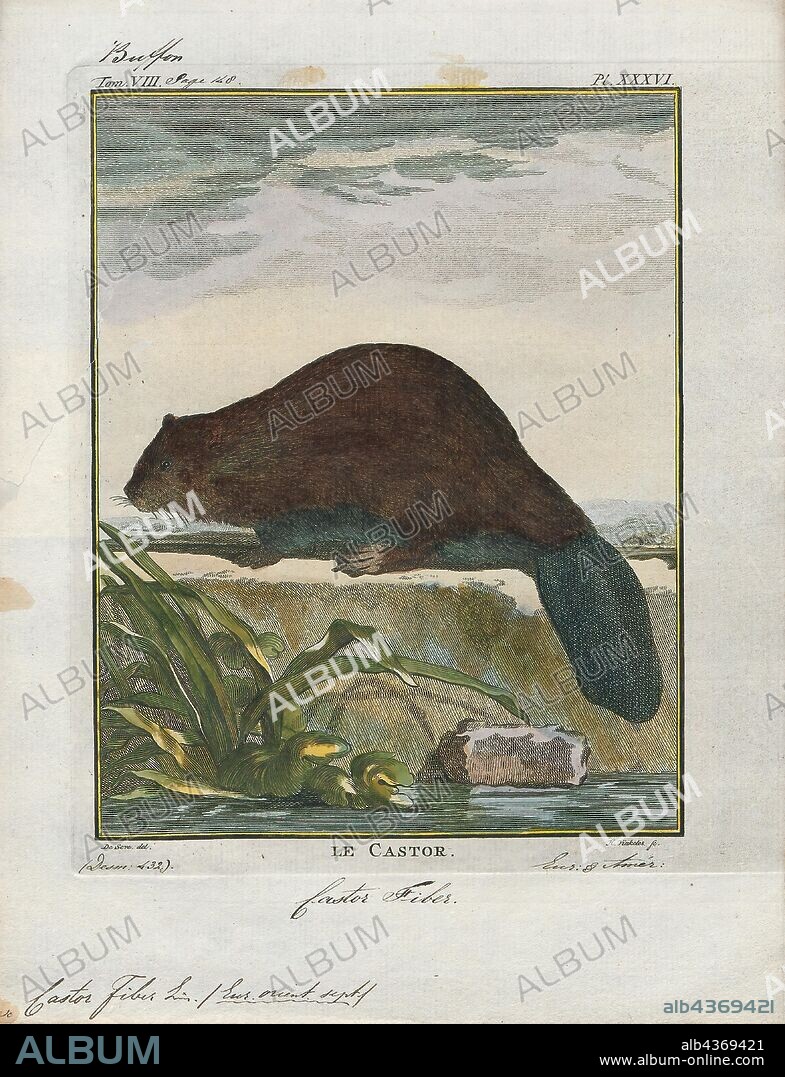 Castor fiber, Print, The Eurasian beaver or European beaver (Castor fiber) is a species of beaver which was once widespread in Eurasia. It was hunted to near-extinction for both its fur and castoreum; and by 1900, only 1200 beavers survived in eight relict populations in Europe and Asia. Reintroduced through much of its former range, it now occurs from Great Britain to China and Mongolia, although it is absent from Portugal, the southern Balkans, and the Middle East., 1700-1880.