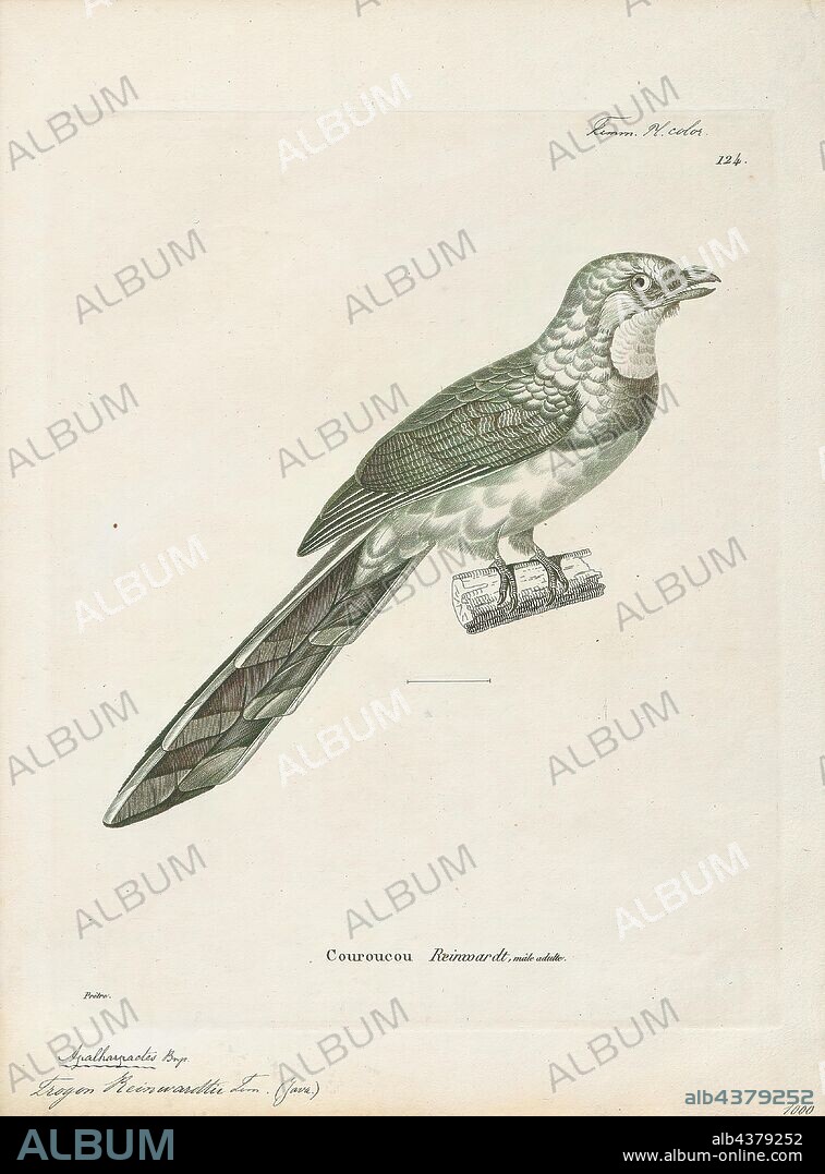 Harpactes reinwardtii, Print, The Javan trogon (Apalharpactes reinwardtii) is a species of bird in the family Trogonidae. The species was once lumped together with the Sumatran trogon in a single species, the blue-tailed trogon, but differences in size, weight and plumage have led to the two being split. These two species were once themselves lumped with the rest of the Asian trogons in the genus Harpactes, but have been split into their own genus due to differences in plumage., 1700-1880.
