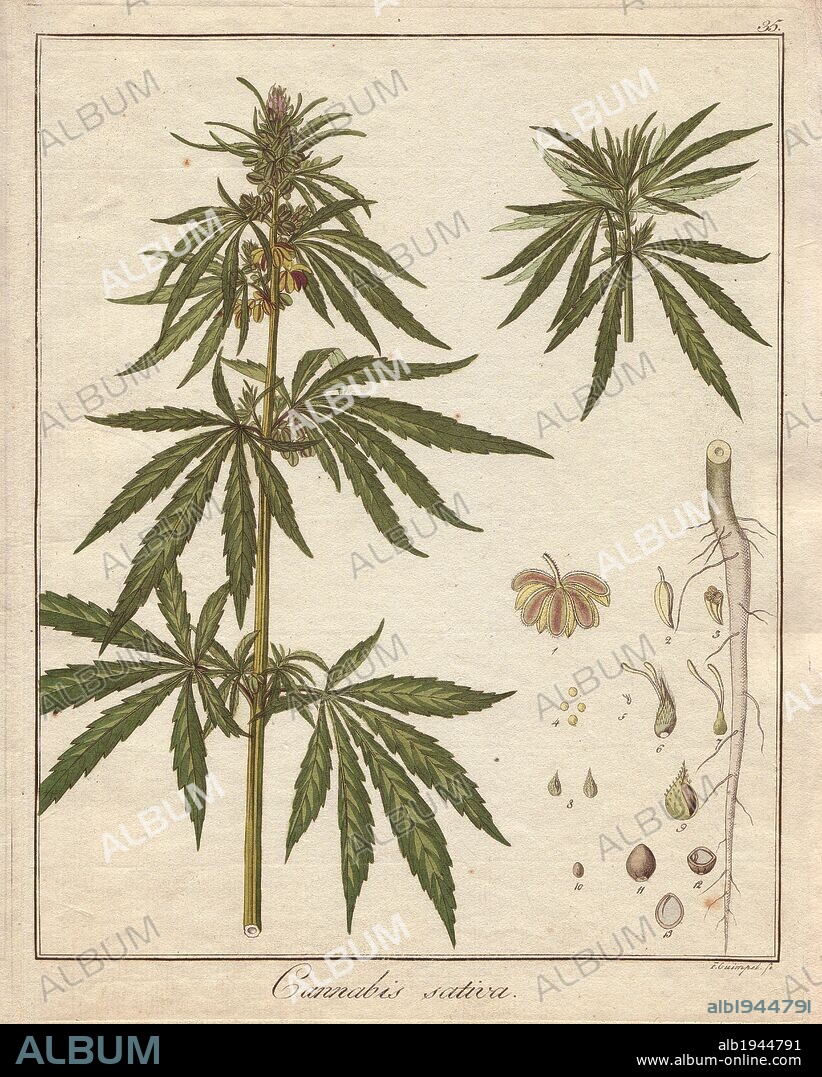 Cannabis plant, Cannabis sativa. Handcoloured copperplate engraving from Dr. Friedrich Gottlob Hayne's "Getreue Darstellung und Beschreibung der in der Arzneykunde Gebrauchilchen Gewachse" (Medical Botany), Berlin, 1822. Hayne (1763-1832) was a German botanist, apothecary and, from 1814, professor of pharmaceutical botany at Berlin University.