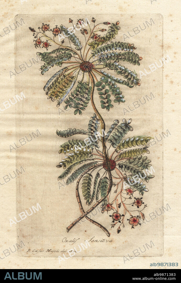 Little tree plant or Mukkootti, Biophytum sensitivum. As sensible wood-sorrel, Oxalis sensitiva, Nepal and India. Handcoloured copperplate engraving by Giuseppe Bianchi after Cesare Majoli from Giovanni Hill's Decade di alberi curiosi ed eleganti piante, Decade of Curious and Elegant Trees and Plants, Nella Stamperia Salomoni, Rome, 1786. It had first been published by John Hill in London in 1773.