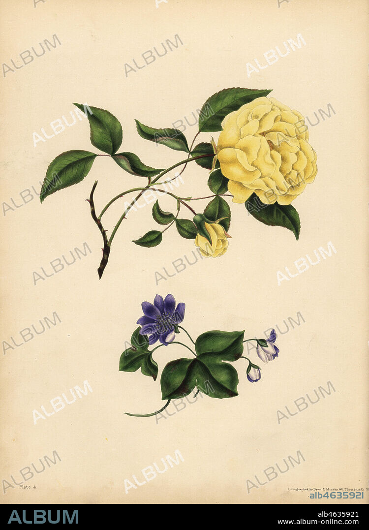 The sweet-scented China Rose, Rosa chinensis, Infidelity; The blue Hepatica, Hepatica nobilis, Confidence. Handcoloured lithograph by Dean and Munday after an illustration by Eliza Eve Gleadall from The Beauties of Flora, with botanic and poetic illustrations, being a selection of flowers drawn from nature arranged emblematically, Heath Hall, Wakefield, 1834.