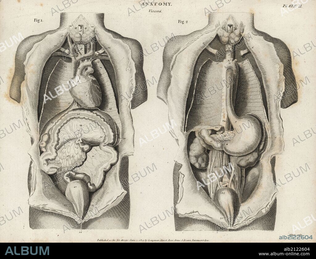 Anatomy of human internal organs from the front showing heart, stomach, intestines, kidneys and bladder. Copperplate engraving by Milton from Abraham Rees' Cyclopedia or Universal Dictionary of Arts, Sciences and Literature, Longman, Hurst, Rees, Orme and Brown, London, 1820.