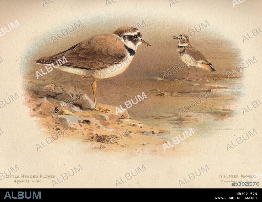 Breeding populations of Little Ringed Plover Charadrius dubius and Ringed  Plover Charadrius hiaticula in the United Kingdom in 2007 | BTO - British  Trust for Ornithology