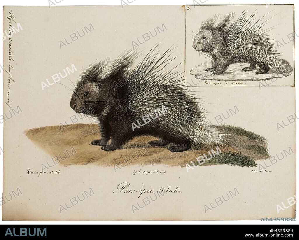Hystrix cristata, Print, The crested porcupine (Hystrix cristata) is a species of rodent in the family Hystricidae found in Italy, North Africa, and sub-Saharan Africa., 1700-1880.