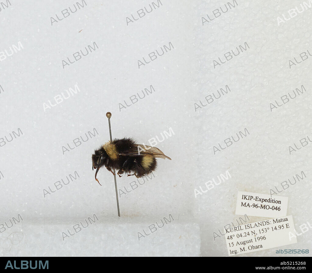 Matua, Kuril Islands, Sakhalin, Russia, Bombus sp., Animalia, Arthropoda, Insecta, Hymenoptera, Apidae, Apinae.