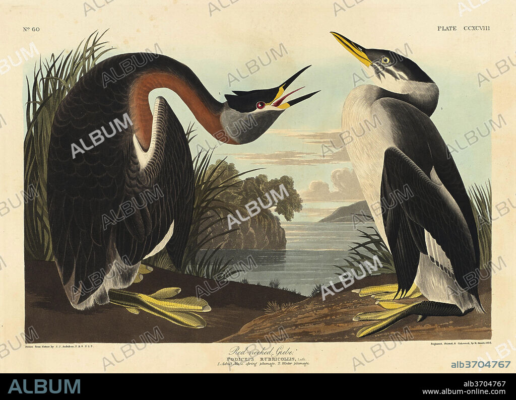 ROBERT HAVELL AFTER JOHN JAMES AUDUBON. Red-necked Grebe. Dated: 1836. Medium: hand-colored etching and aquatint on Whatman paper.