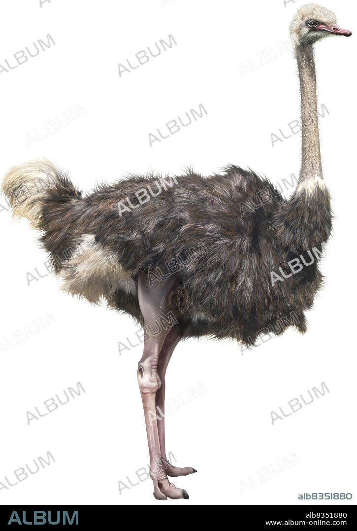 Flightless bird of Africa reaching over 7 ft in height, with powerful two-toed legs; it is raised for its feathers and meat.