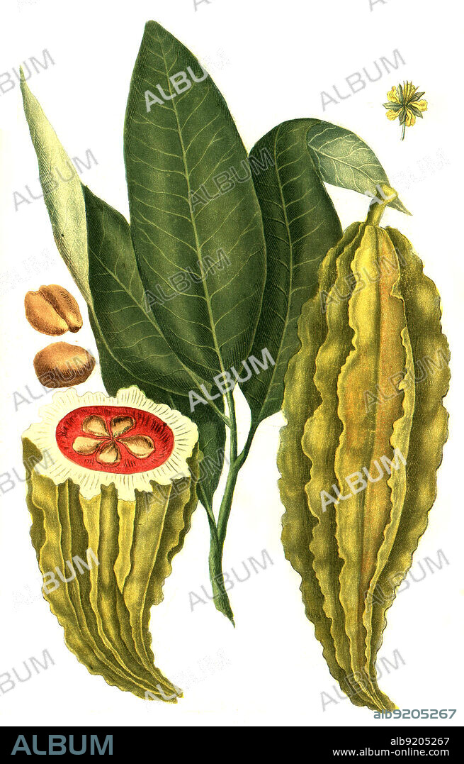 Frucht des Kakaobaum, Theobroma cacao / Theobroma cacao, cacao tree and the cocoa tree, Digital retuschierte Illustration aus Phytanthoza iconographica von Johann Wilhelm Weinmann, Maler Bartholomäus Seutter und Kupferstecher Johann Jakob Haid und Johann Elias Ridinger, 1740 / Digitally retouched illustration from Phytanthoza iconographica by Johann Wilhelm Weinmann, painter Bartholomäus Seutter and engravers Johann Jakob Haid and Johann Elias Ridinger, 1740.