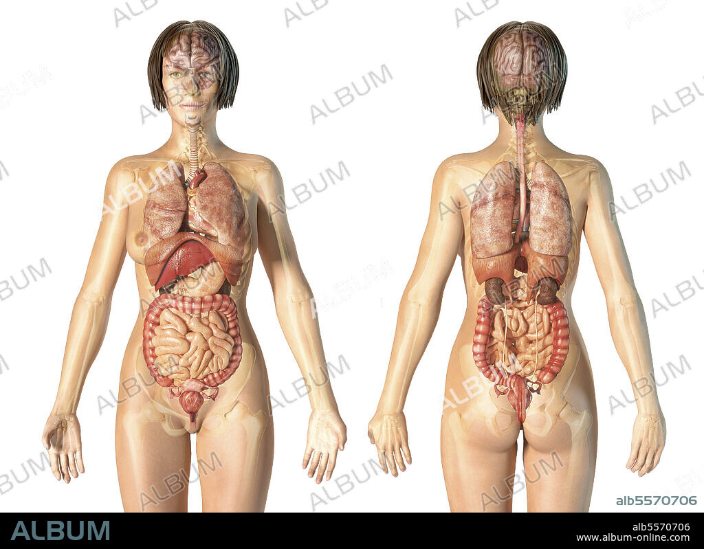 Female anatomy of internal organs with skeleton, rear and front views. On white background.