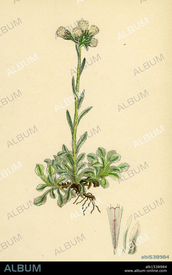 Gnaphalium dioicum, var. hyperboreum; Mountain Everlasting, var. B.