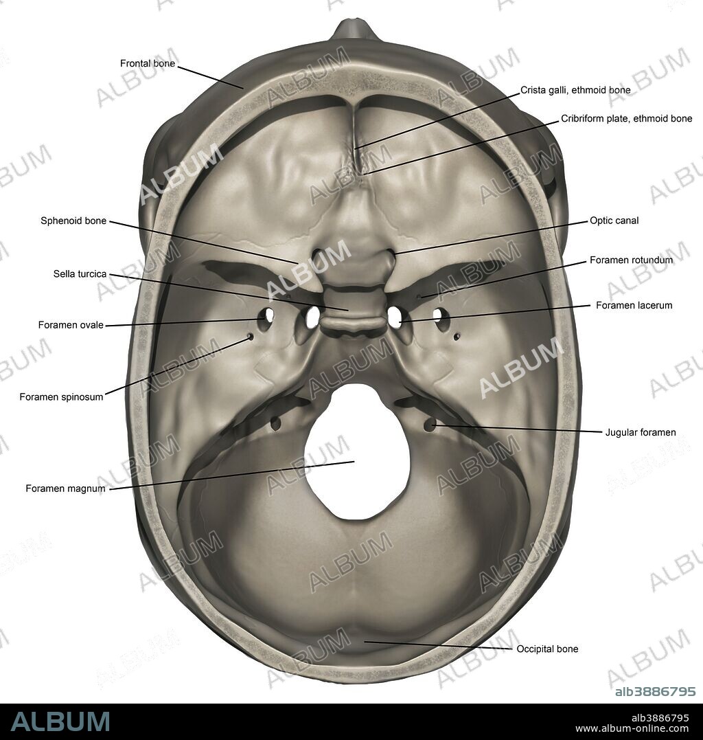 Superior view of human skull anatomy with annotations.