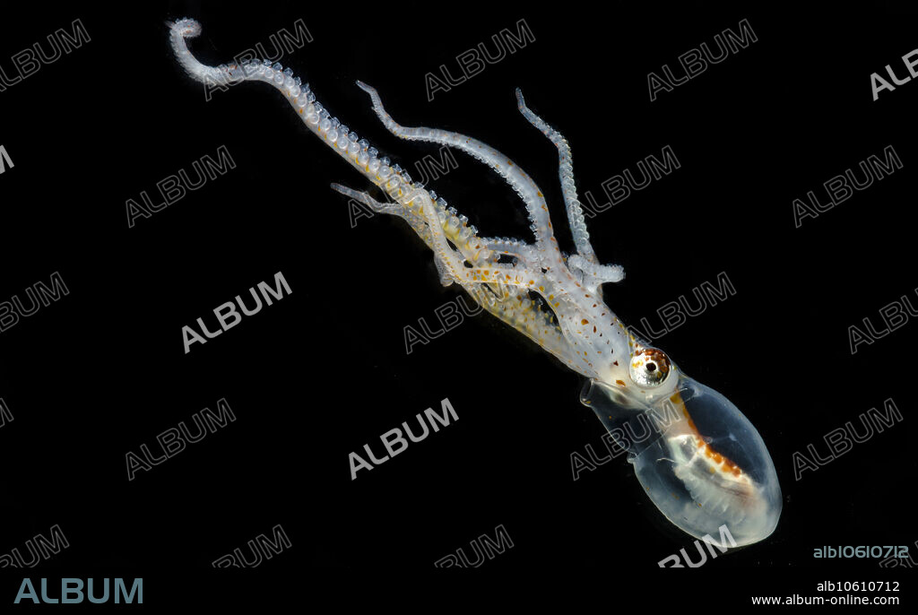 The Lilliput Longarm Octopus (Macrotritopus delfilippi) mimics flatfish on the sea floor. The adults can also blend into a sandy sea floor with amazing ability by changing the color and pattern of their skin. This paralarval stage is still living life in the water column and has not yet settled out to live life the bottom, as an adult form  adults live on the sea floor. This individual was trawled up in the Gulf of Mexico between 200m depth and the surface, 2018, during the DEEPEND project. Image courtesy of the DEEPEND project.