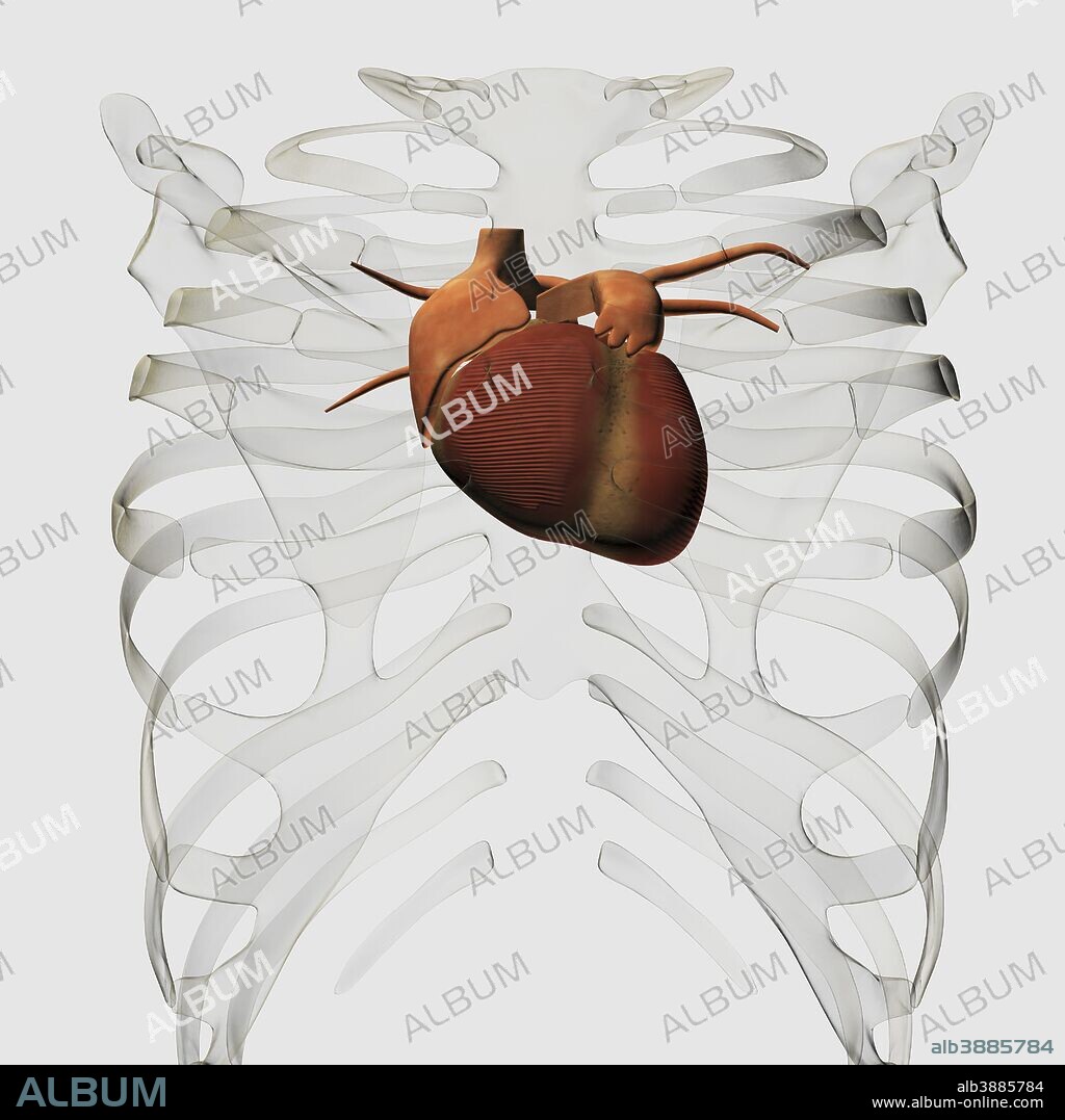 Medical illustration of human heart and rib cage, three dimensional view.