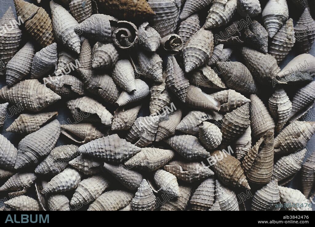 Fossil cone shells (Conus scabriculus), about 120 mm long.  Conus shells are found worldwide, from the Upper Cretaceous to today.  These shells are ornamented with ridges, lines and nodes, and they taper to a point at both ends.  Modern cone shells live in warm, shallow seas, much as their fossilized relatives did.