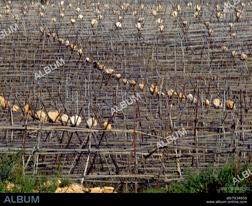 CAÑAS QUE FORMAN ESTRUCTURAS PARA LA SUJECION DE LAS TOMATERAS.