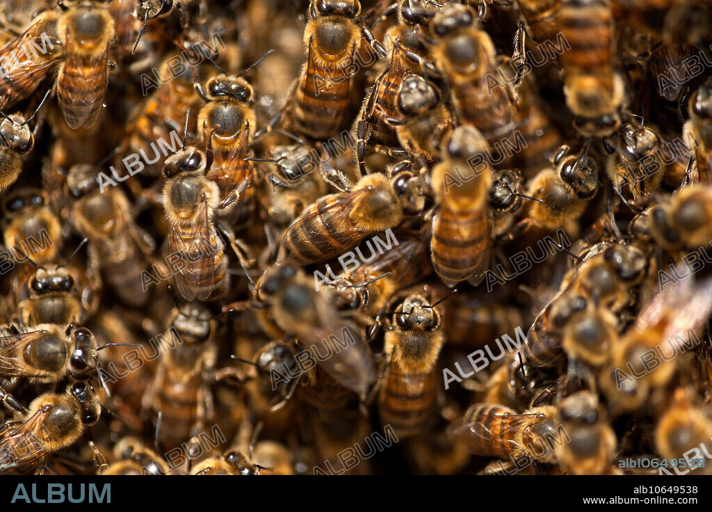 Africanized Italian Honey Bees (Apis mellifera) on hive. Africanized bees result from crossing italian honeybees (Apis mellifera ligustica) with the African honeybee (Apis mellifera iberiensis). They are more defensive than the other races, but are the dominant variety raised for honey production in South and Central America. Brazil.