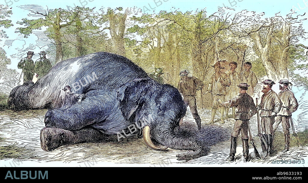 Big game hunting, hunters killed an elephant, 1869, South Africa, Historical, digitally restored reproduction of an original artwork from the 19th century, exact original date unknown.