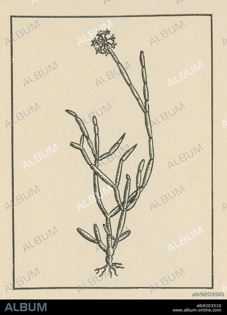 sarcostemma acidum. Native to east india, yields a milky, acidulous, narcotic juice. In ancient India an intoxicating concoction was prepared from its juice by mixing it with buffalo milk, butter, barley and water. This drink was used in Vedic sacrificial rites, in honor of Indra and other Hindu gods. The plant and its juice were considered to have divine power, and were worshiped as the incarnation of Soma, the revered Vedic god of the Soma juice, deity of the moon, and lord of the stars and vegetation. Soma, according to ancient Vedic mythology, was born by the churning of the ocean, and occupied the 3rd place among the Vedic gods.